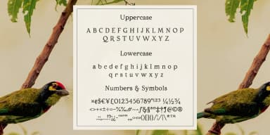 Porchlight by Ana's Fonts — Dingbats Font — thumbnail 3