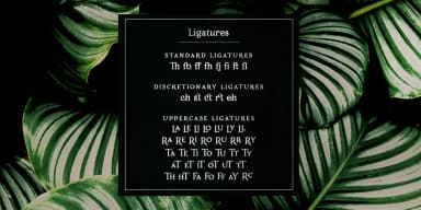 Porchlight by Ana's Fonts — Dingbats Font — thumbnail 7