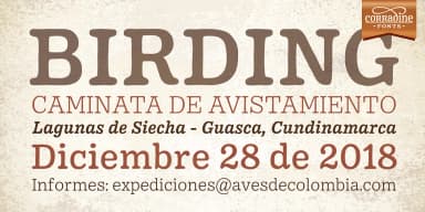 Pueblito by Corradine Fonts — Dingbats Font — thumbnail 7