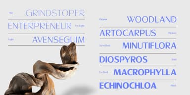 Sallona™ by Masa Type — Display Font — thumbnail 3