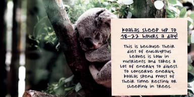 Sweet Zine by Ana's Fonts — Dingbats Font — thumbnail 7