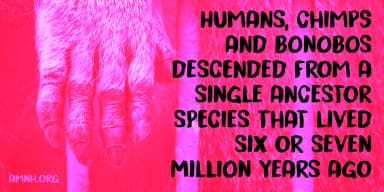 Trouble Monkey by Kitchen Table Type Foundry — Display Font — thumbnail 4