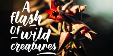 Wild Creatures by Ana's Fonts — Script Handwritten Font — thumbnail 3