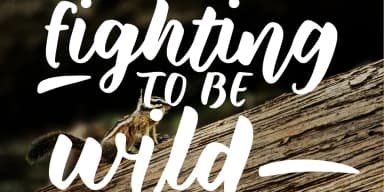 Wild Creatures by Ana's Fonts — Script Handwritten Font — thumbnail 4