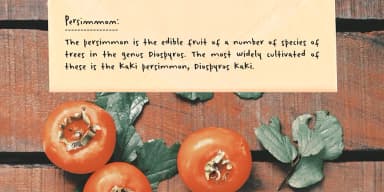 Winterbreak by Ana's Fonts — Dingbats Font — thumbnail 6