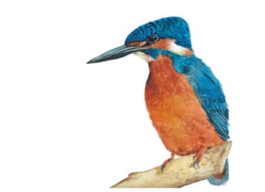 Kingfisher Font by Primafox Design — Script Handwritten Font — thumbnail 3