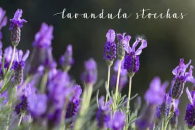Lavandia Font by Tabita's shop — Script Handwritten Font — thumbnail 3