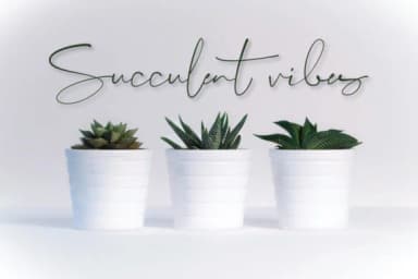 Lighthouse Script Font by Digital Hustler — Script Handwritten Font — thumbnail 3