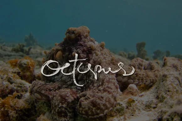 Octopus Font by Arief.hk — Script Handwritten Font — preview 1