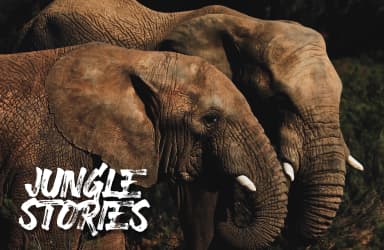 Rander Font by Visuelcolonie — Script Handwritten Font — thumbnail 5