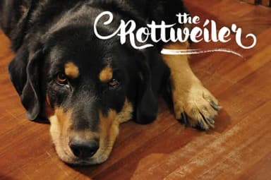 Ringotube Font by Cove703 — Script Handwritten Font — thumbnail 8