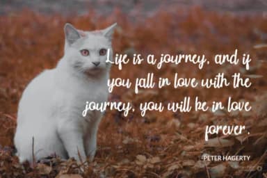 Scaties Font by Trim Studio — Script Handwritten Font — thumbnail 3