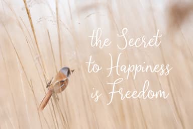 Shelafisa Font by Typia Nesia — Script Handwritten Font — thumbnail 4