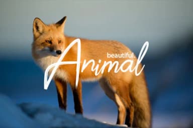 Shofia Mind Font by yantodesign — Script Handwritten Font — thumbnail 5