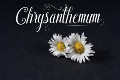 Shyntia Bella Font by Royaltype — Script Handwritten Font — thumbnail 2