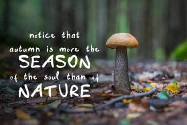 Suech Font by Twenty Two — Script Handwritten Font — thumbnail 4