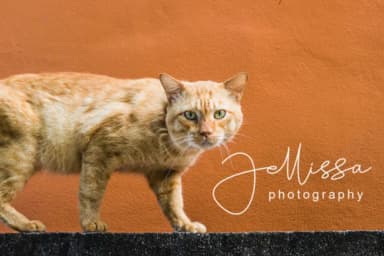 Tallitha Font by alphArt — Script Handwritten Font — thumbnail 6