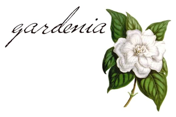 Versitia Font by Intellecta Design — Script Handwritten Font