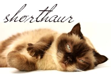 Versitia Font by Intellecta Design — Script Handwritten Font — thumbnail 2