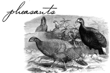 Volstead Font by Intellecta Design — Script Handwritten Font — thumbnail 3