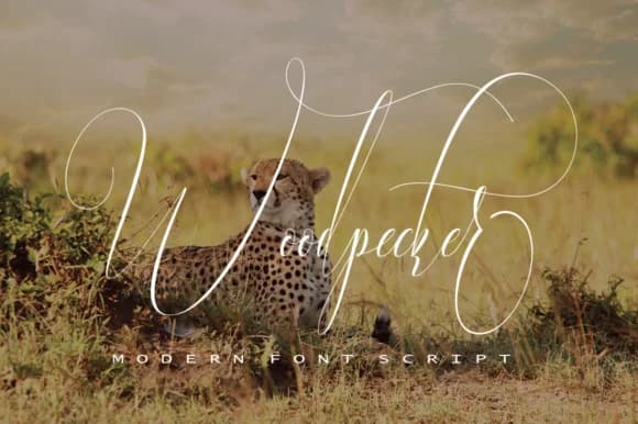 Woodpecker Font by naldystudio — Script Handwritten Font