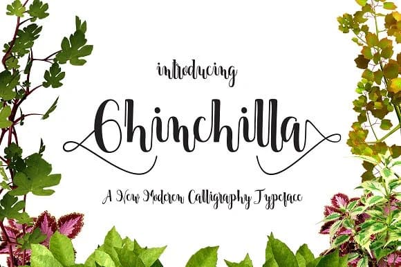 Chinchilla Font by Danti — Script Handwritten Font