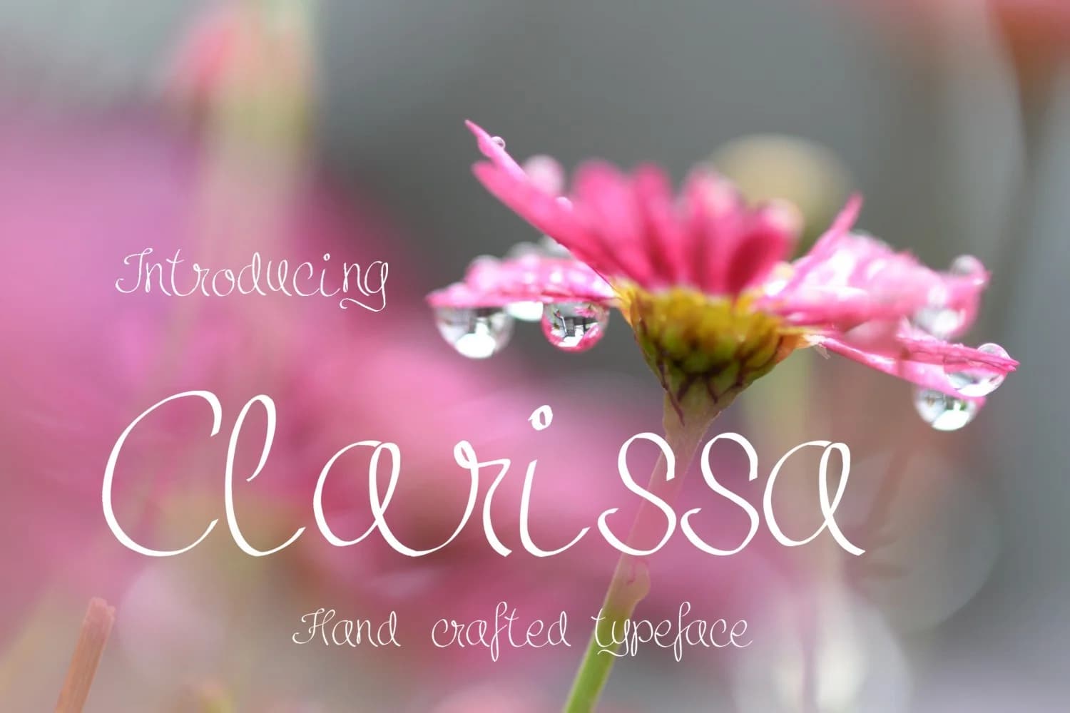 Clarissa Font by Digital Typeface Studio — Script Handwritten Font