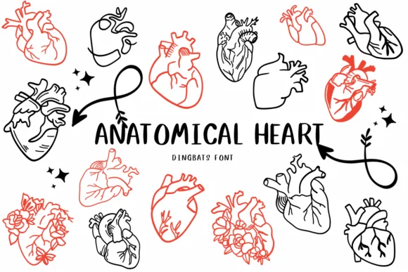 Anatomical Heart 1 by CHANOK — Dingbats Font