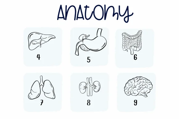 Anatomy by Sirinart — Dingbats Font — thumbnail 4