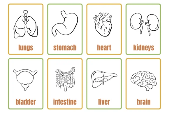 Anatomy by Sirinart — Dingbats Font — thumbnail 5