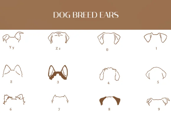Dog Breed Ears by Heartcraft Atelier — Dingbats Font — thumbnail 4