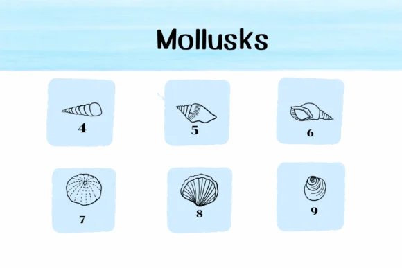 Mollusks by Ketsarin — Dingbats Font — thumbnail 4