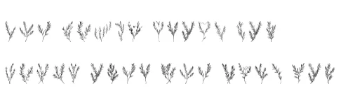Rosemary Sprigs by MOMAT THIRTYONE — Dingbats Font — thumbnail 6