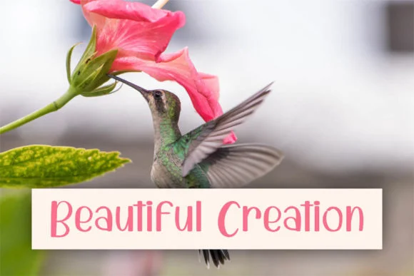 Creative House Font by shiddiq.art — Script Handwritten Font — thumbnail 5