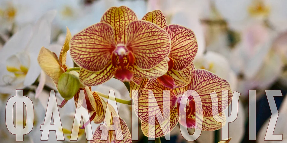 Carlos by CastleType — Display Font — thumbnail 4
