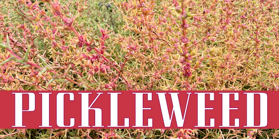Eden CT by CastleType — Decorative Font — thumbnail 4