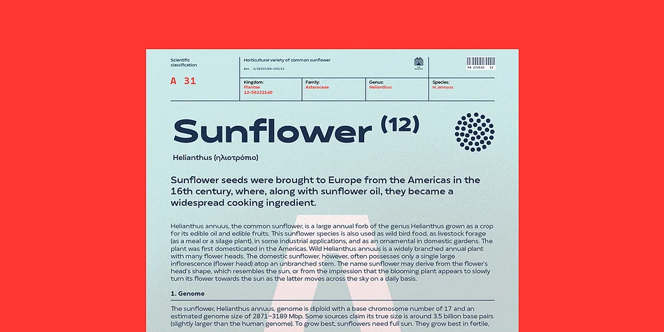 Matahari Sans by Studio Sun — Decorative Font — thumbnail 8