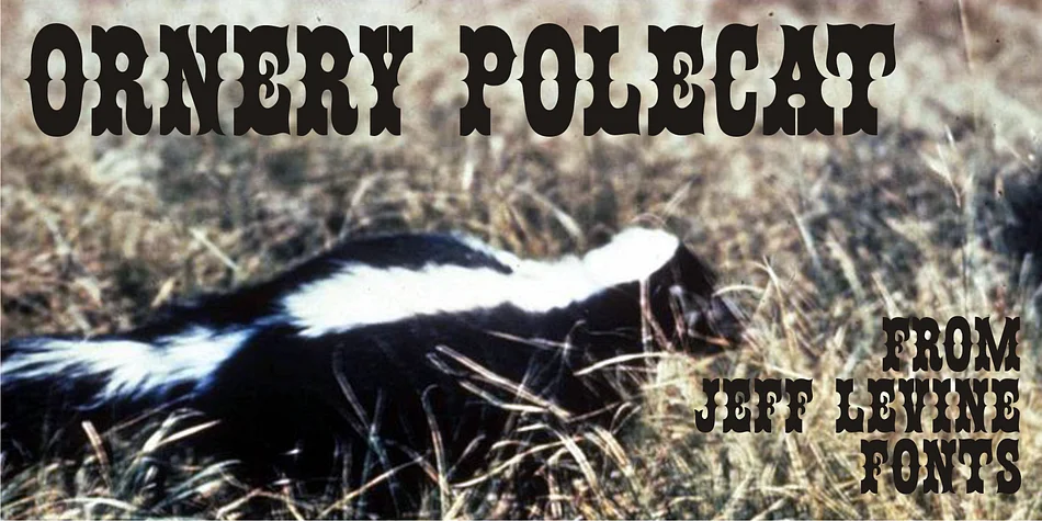 ORNERY POLECAT JNL by Jeff Levine Fonts — Decorative Font