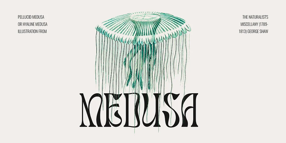 Salty Mussy by Dharmas Studio — Display Font — thumbnail 2