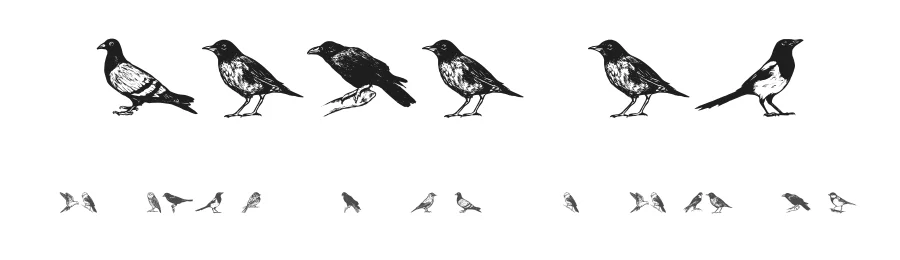 Madarak by Vladimir Nikolic — Dingbats Font