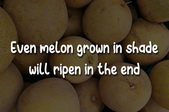 Melon Honey Font by morningtimestudio — Script Handwritten Font — thumbnail 4
