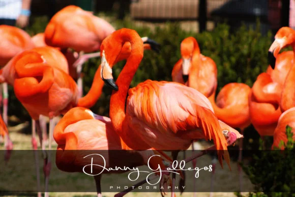 Orange Pumpkin Font by erlosDESIGN — Script Handwritten Font — thumbnail 6