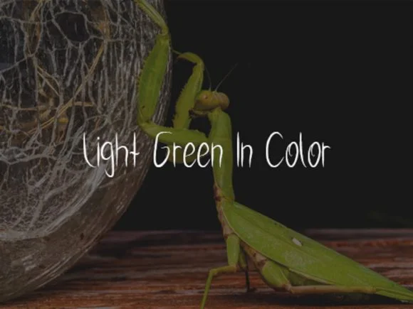 Praying Mantis Font by scriptstrategy — Script Handwritten Font — thumbnail 2