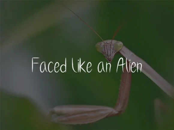 Praying Mantis Font by scriptstrategy — Script Handwritten Font — thumbnail 4