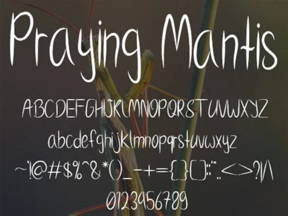 Praying Mantis Font by scriptstrategy — Script Handwritten Font — thumbnail 5