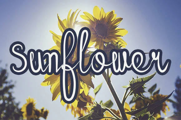 Sunflower Font by Almahyra Studio by Almahyra Studio β Script Handwritten Font